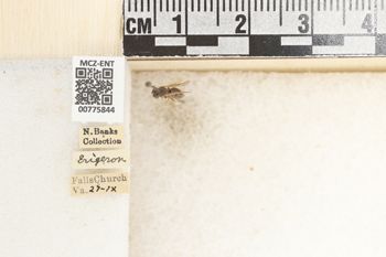 Media type: image;   Entomology 775844 Aspect: Labels